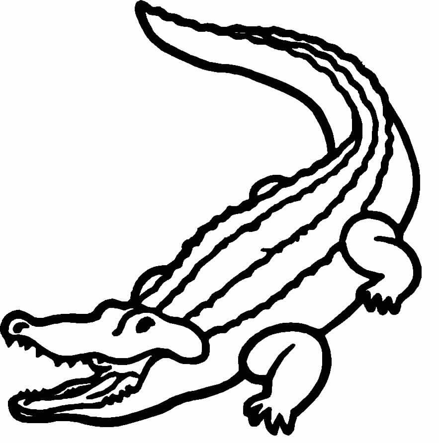 Раскраска: аллигатор (Животные) #424 - Бесплатные раскраски для печати