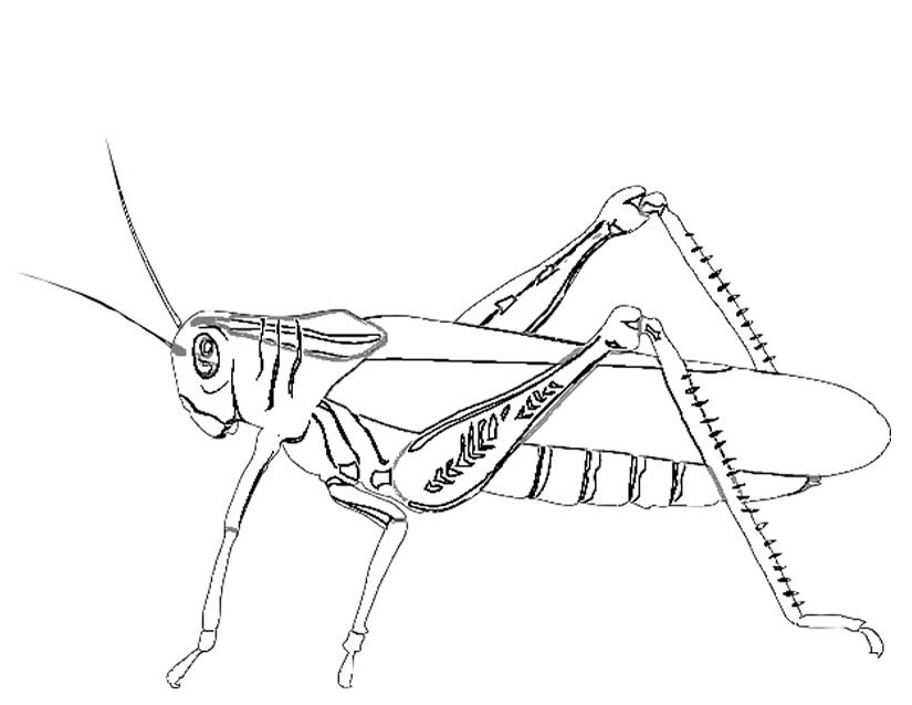 Раскраска: муравей (Животные) #7082 - Бесплатные раскраски для печати