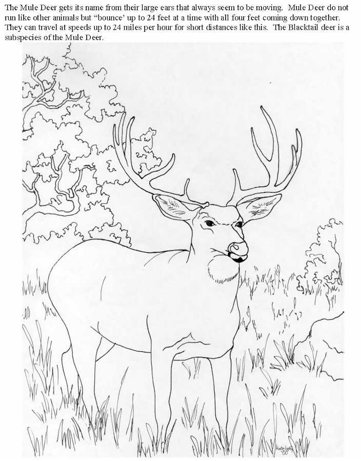 Раскраска: антилопа (Животные) #22670 - Бесплатные раскраски для печати