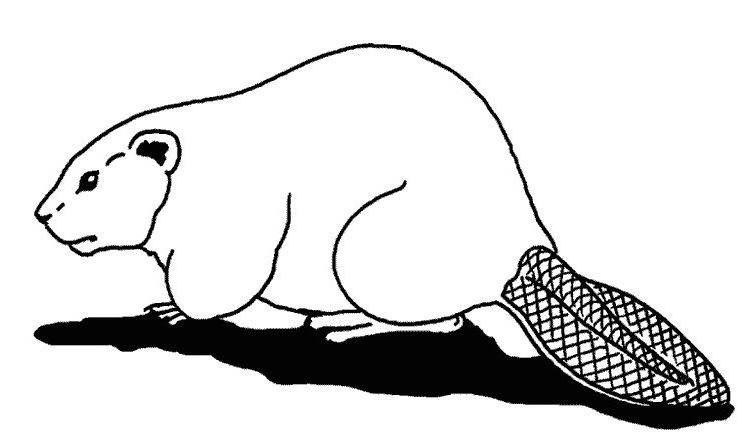Раскраска: бобр (Животные) #1581 - Бесплатные раскраски для печати