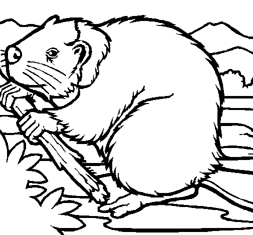 Раскраска: бобр (Животные) #1589 - Бесплатные раскраски для печати
