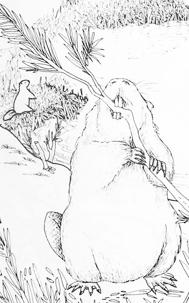 Раскраска: бобр (Животные) #1598 - Бесплатные раскраски для печати