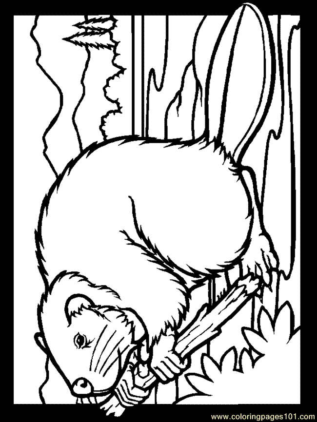 Раскраска: бобр (Животные) #1632 - Бесплатные раскраски для печати