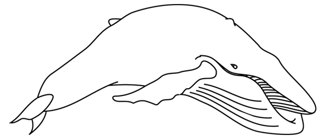 Раскраска: белуга (Животные) #1086 - Бесплатные раскраски для печати