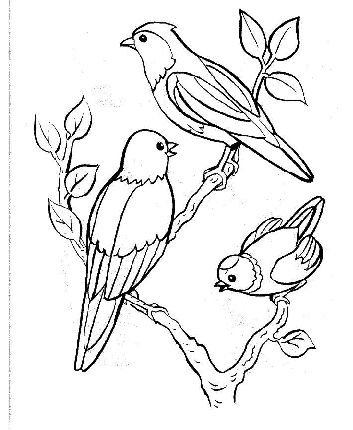 Раскраска: домашняя птица (Животные) #11841 - Бесплатные раскраски для печати