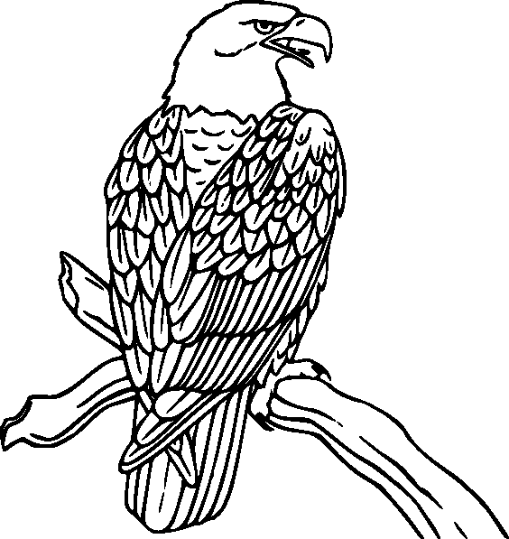 Раскраска: домашняя птица (Животные) #11901 - Бесплатные раскраски для печати