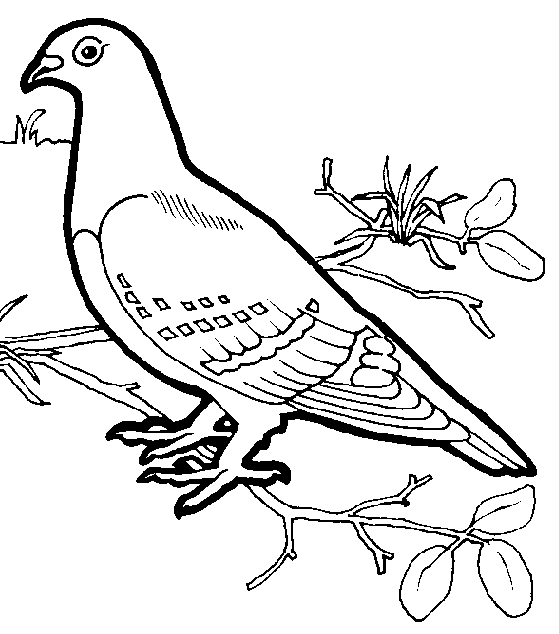 Раскраска: домашняя птица (Животные) #11902 - Бесплатные раскраски для печати