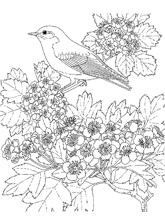 Раскраска: домашняя птица (Животные) #11916 - Бесплатные раскраски для печати