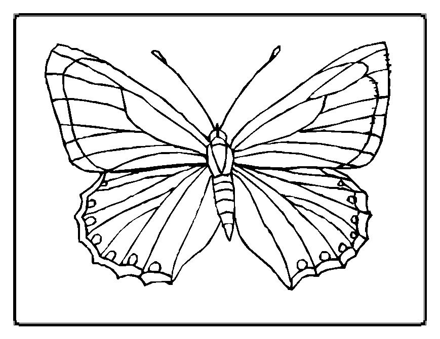 Раскраска: бабочка (Животные) #15663 - Бесплатные раскраски для печати