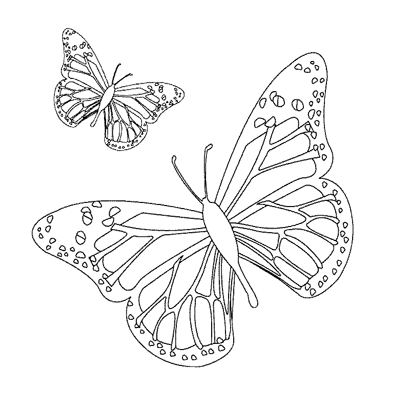 Раскраска: бабочка (Животные) #15672 - Бесплатные раскраски для печати