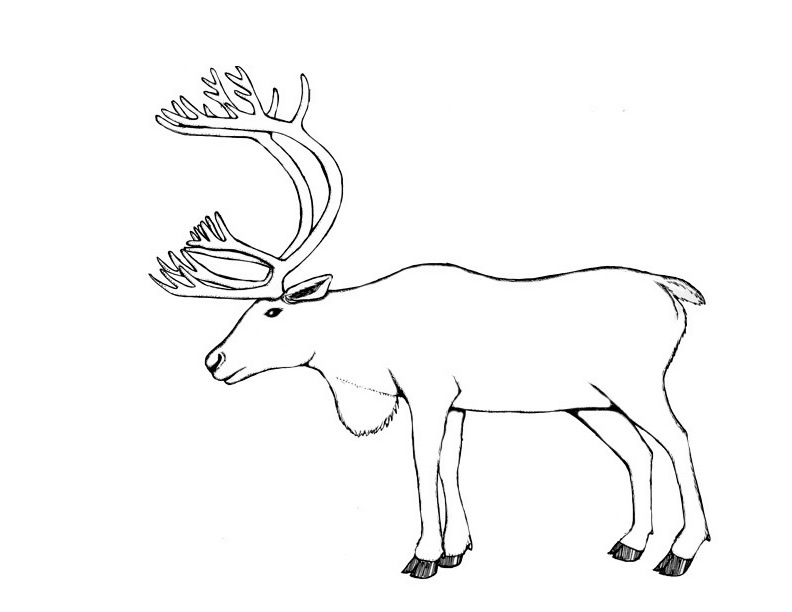 Раскраска: карибу (Животные) #1545 - Бесплатные раскраски для печати