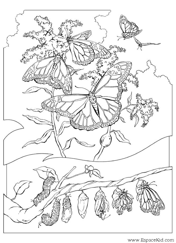 Раскраска: гусеница (Животные) #18327 - Бесплатные раскраски для печати