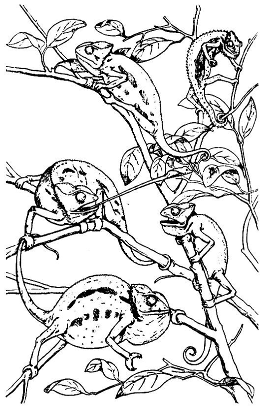 Раскраска: хамелеон (Животные) #1396 - Бесплатные раскраски для печати