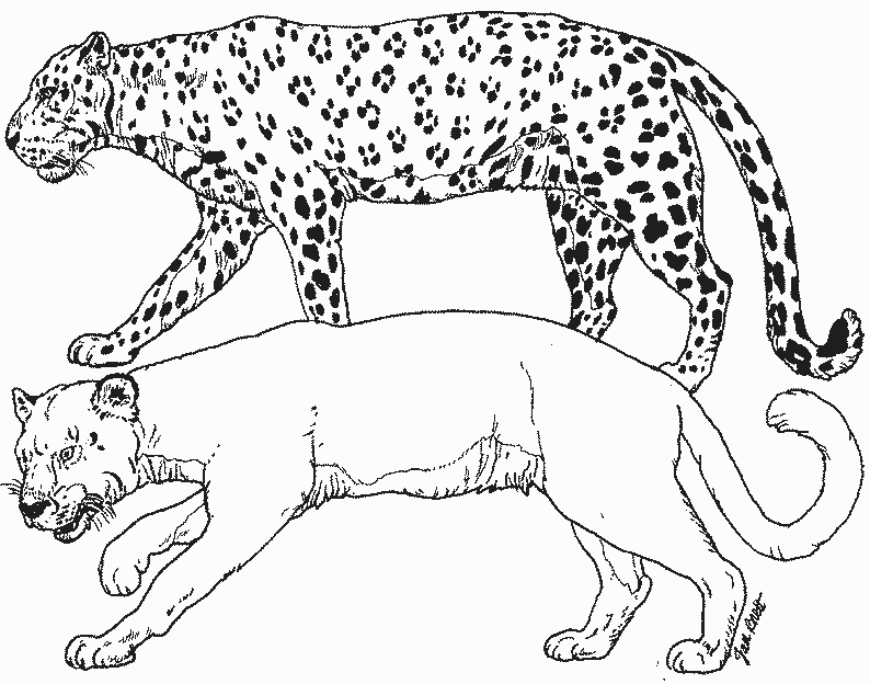 Раскраска: гепард (Животные) #7884 - Бесплатные раскраски для печати
