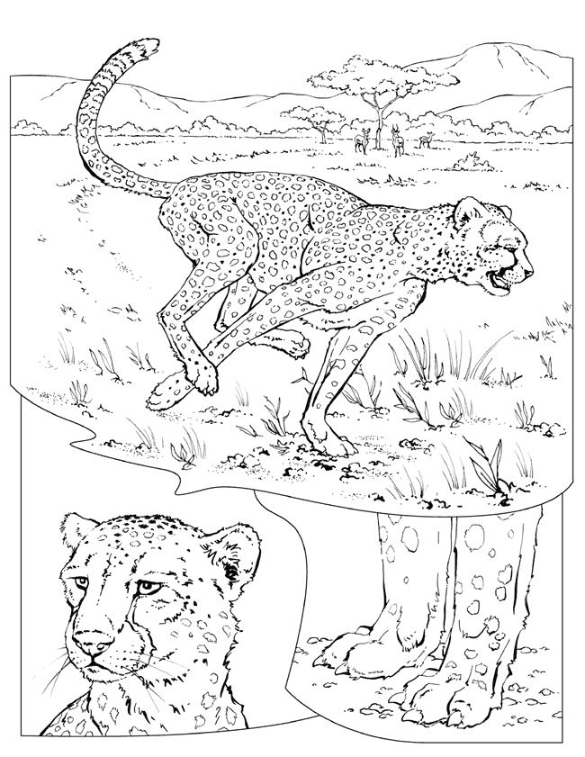 Раскраска: гепард (Животные) #7886 - Бесплатные раскраски для печати