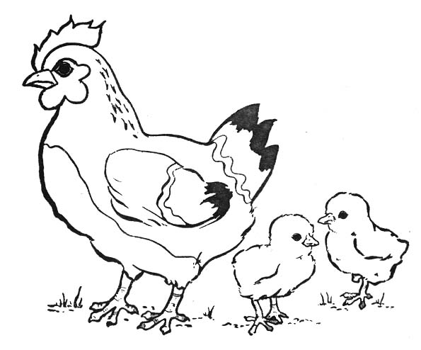 Раскраска: курица (Животные) #17229 - Бесплатные раскраски для печати
