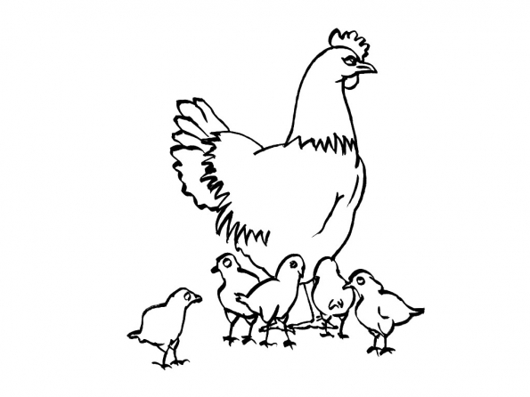 Раскраска: курица (Животные) #17281 - Бесплатные раскраски для печати