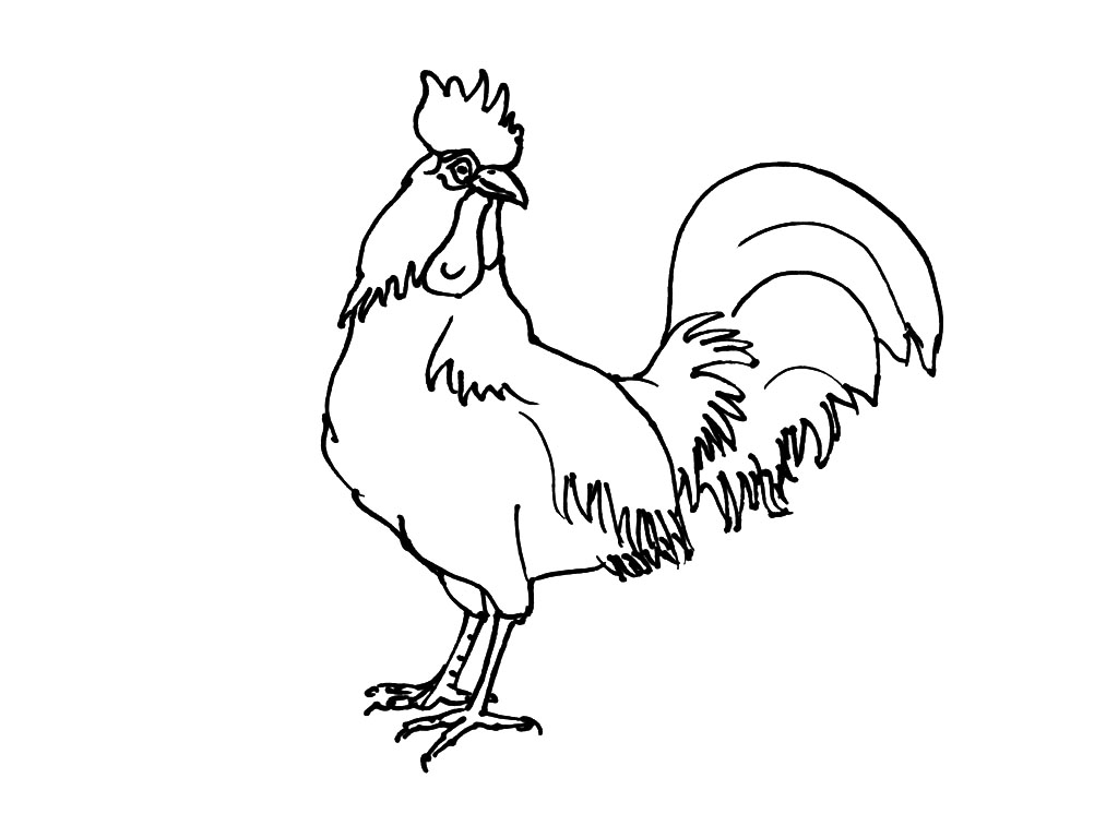 Раскраска: курица (Животные) #17383 - Бесплатные раскраски для печати