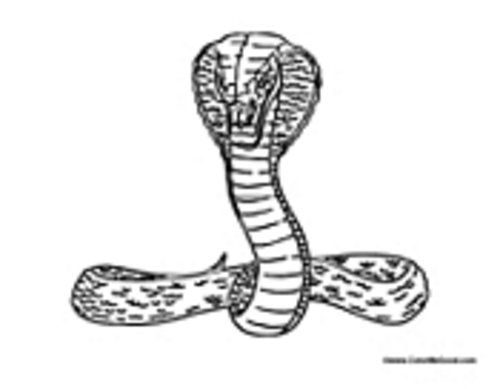 Раскраска: кобра (Животные) #3225 - Бесплатные раскраски для печати