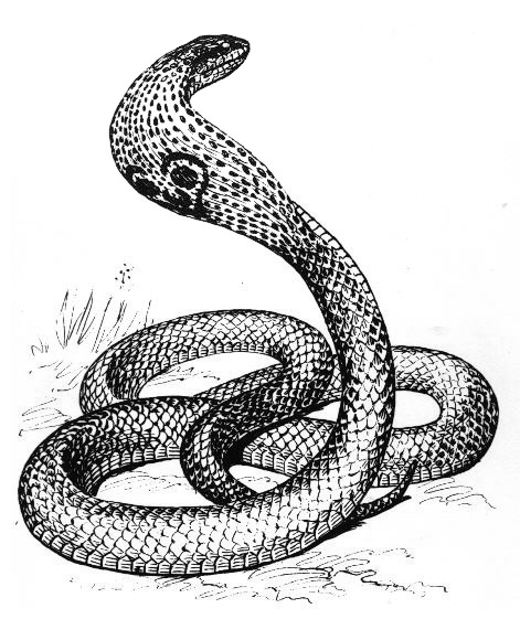 Раскраска: кобра (Животные) #3301 - Бесплатные раскраски для печати