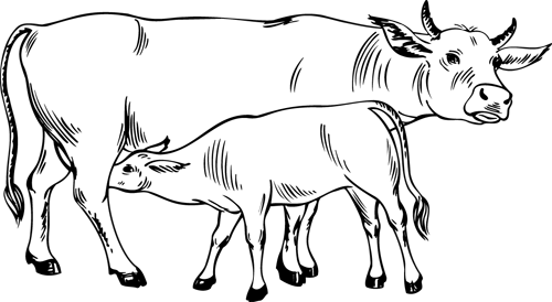 Раскраска: корова (Животные) #13210 - Бесплатные раскраски для печати