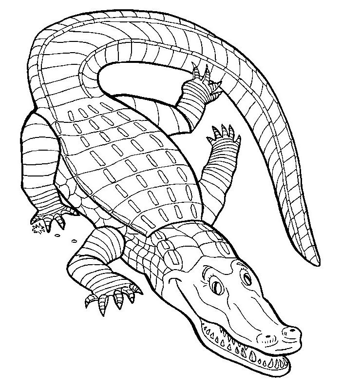 Раскраска: крокодил (Животные) #4817 - Бесплатные раскраски для печати