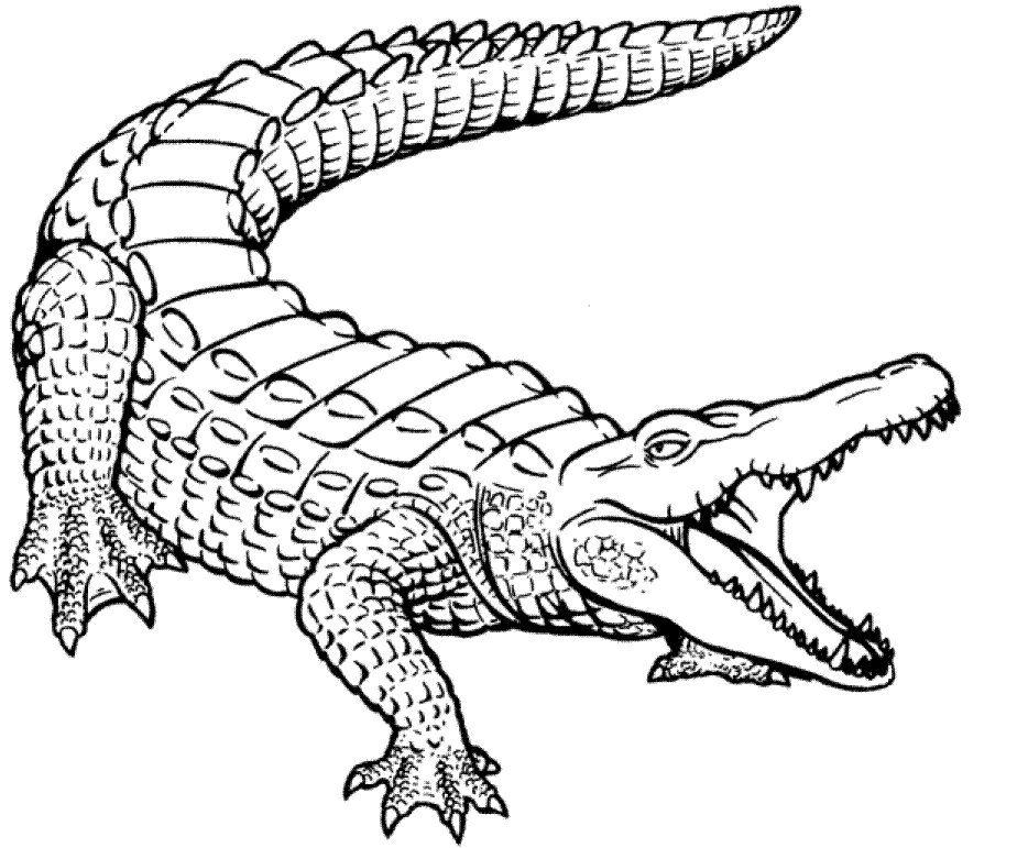 Раскраска: крокодил (Животные) #4840 - Бесплатные раскраски для печати