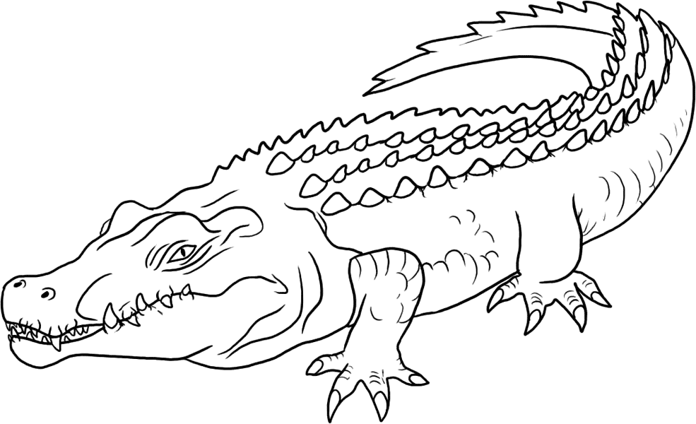 Раскраска: крокодил (Животные) #4890 - Бесплатные раскраски для печати