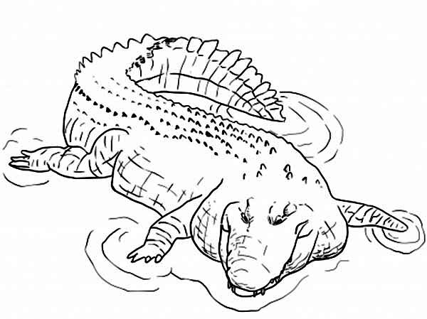 Раскраска: крокодил (Животные) #4910 - Бесплатные раскраски для печати