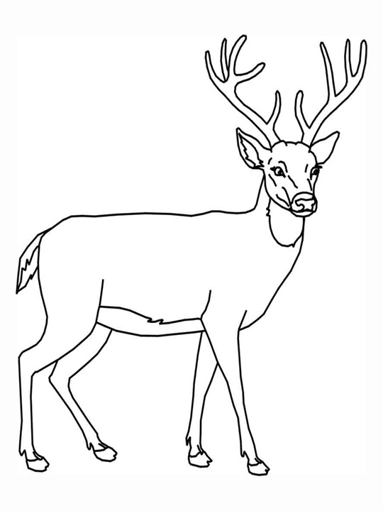 Раскраска: косуля (Животные) #2575 - Бесплатные раскраски для печати