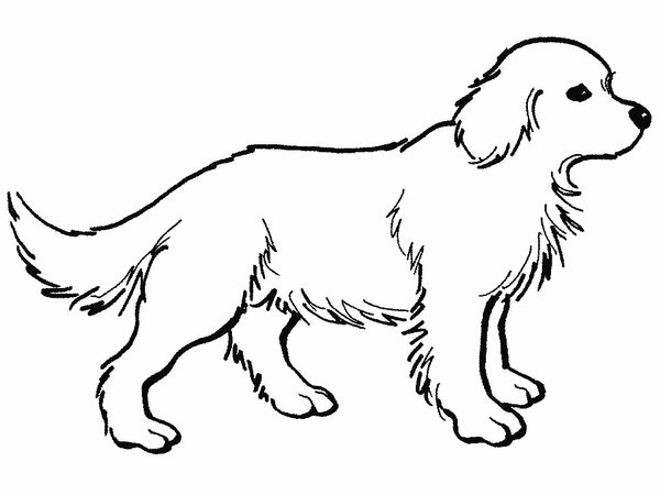 Раскраска: собака (Животные) #3158 - Бесплатные раскраски для печати