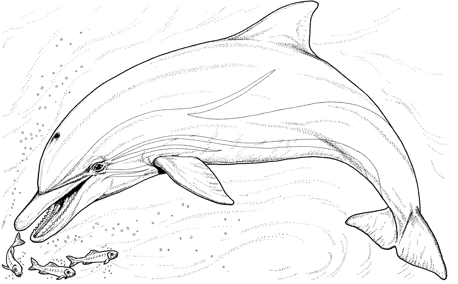 Раскраска: дельфин (Животные) #5108 - Бесплатные раскраски для печати
