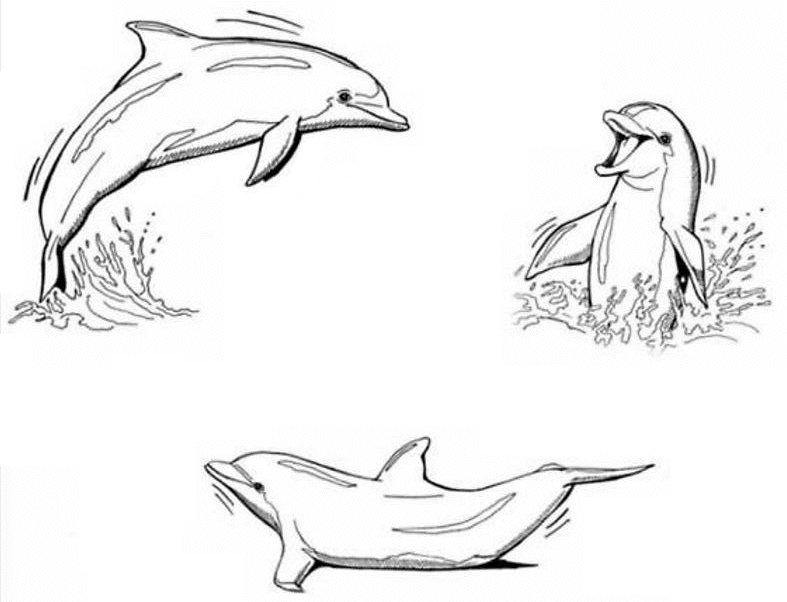Раскраска: дельфин (Животные) #5126 - Бесплатные раскраски для печати