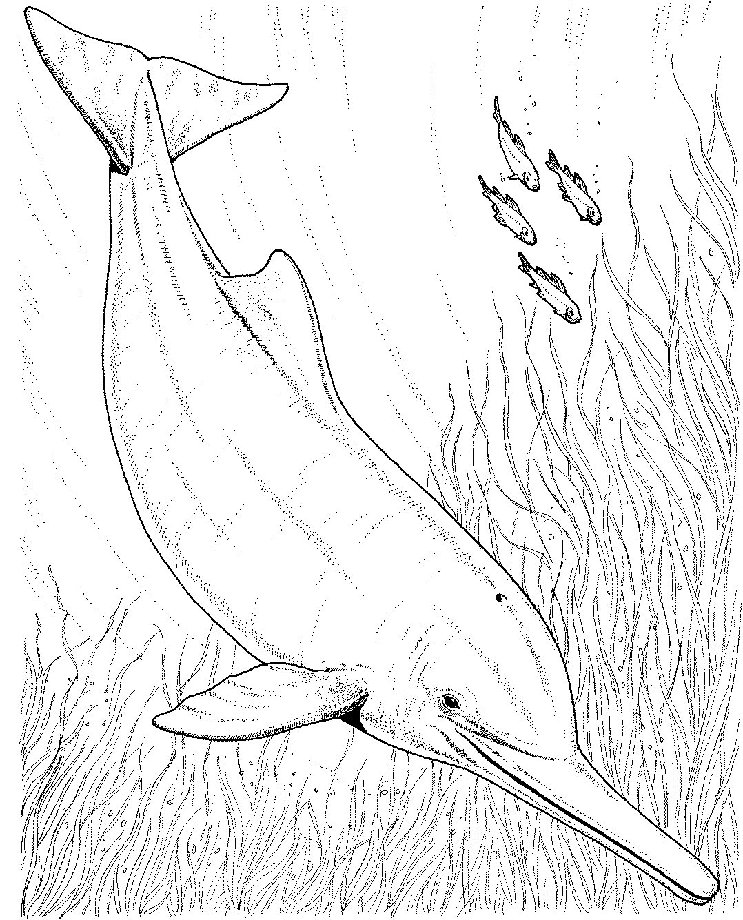 Раскраска: дельфин (Животные) #5231 - Бесплатные раскраски для печати