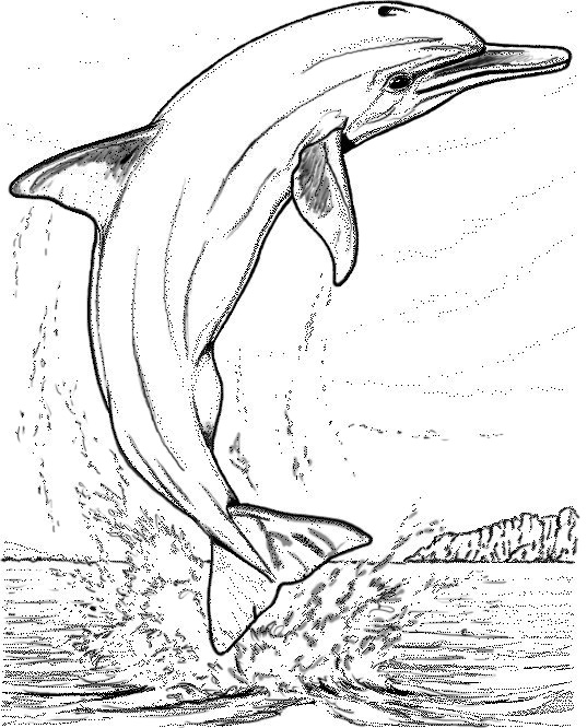 Раскраска: дельфин (Животные) #5247 - Бесплатные раскраски для печати