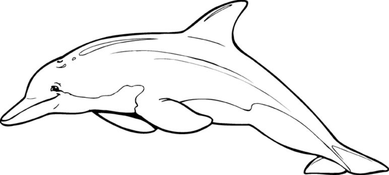 Раскраска: дельфин (Животные) #5253 - Бесплатные раскраски для печати