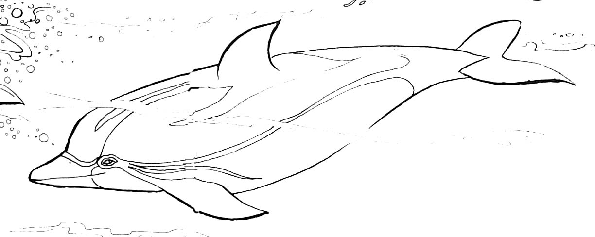 Раскраска: дельфин (Животные) #5263 - Бесплатные раскраски для печати