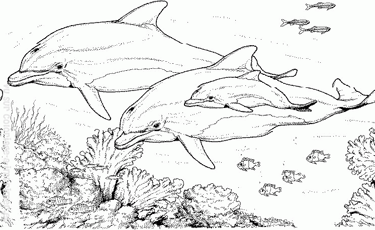 Раскраска: дельфин (Животные) #5284 - Бесплатные раскраски для печати