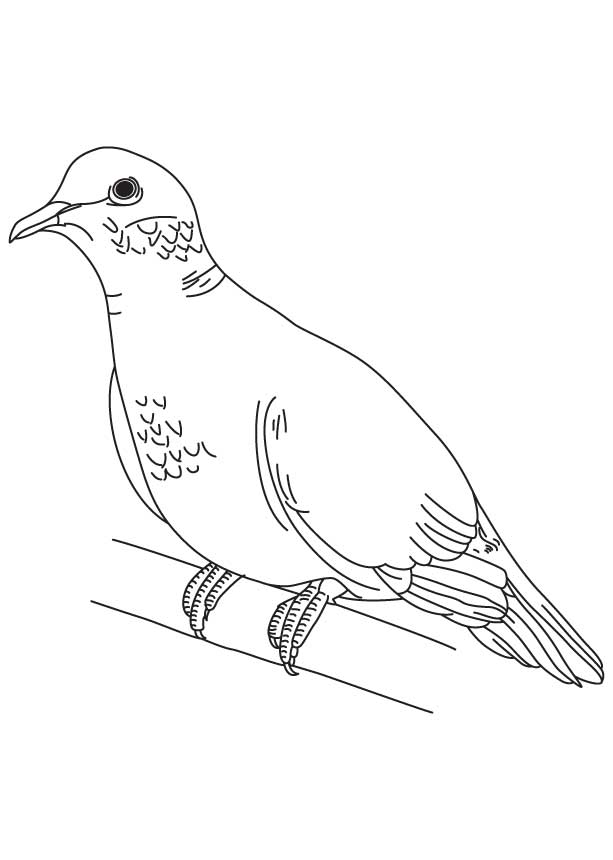 Раскраска: голубь (Животные) #3903 - Бесплатные раскраски для печати