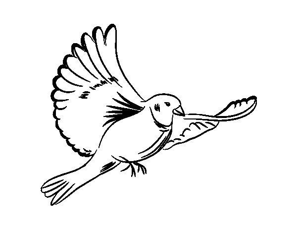 Раскраска: голубь (Животные) #3971 - Бесплатные раскраски для печати