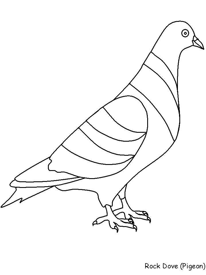 Раскраска: голубь (Животные) #3983 - Бесплатные раскраски для печати