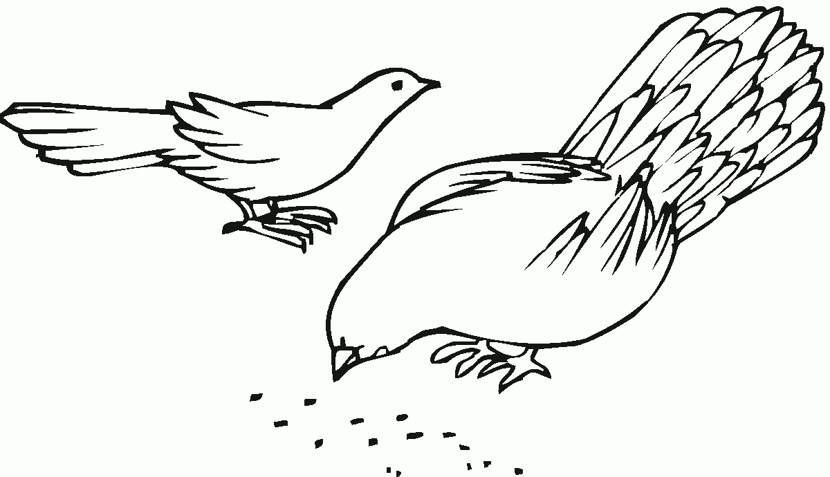 Раскраска: голубь (Животные) #4050 - Бесплатные раскраски для печати
