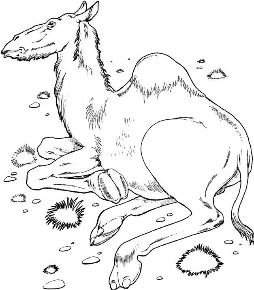Раскраска: дромадер (Животные) #5979 - Бесплатные раскраски для печати