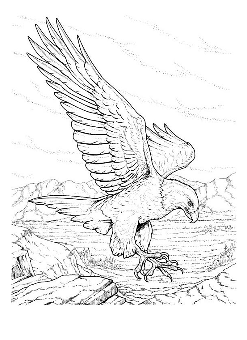 Раскраска: орел (Животные) #296 - Бесплатные раскраски для печати