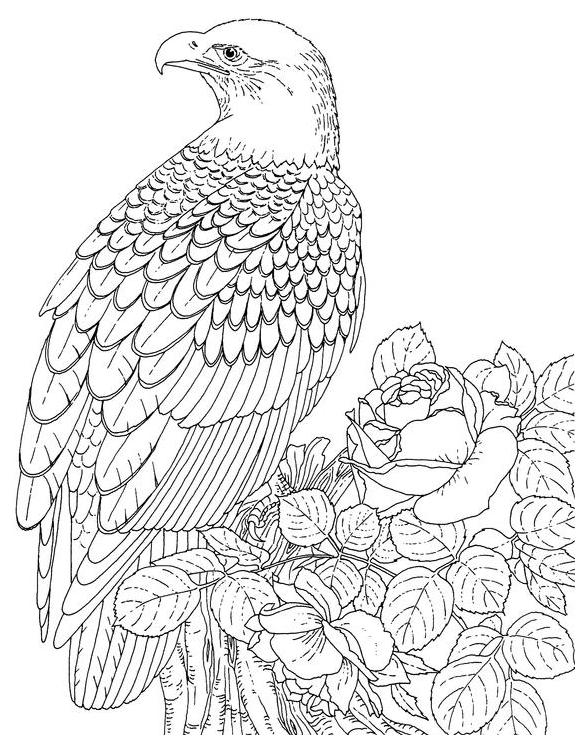 Раскраска: орел (Животные) #304 - Бесплатные раскраски для печати