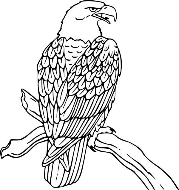 Раскраска: орел (Животные) #308 - Бесплатные раскраски для печати
