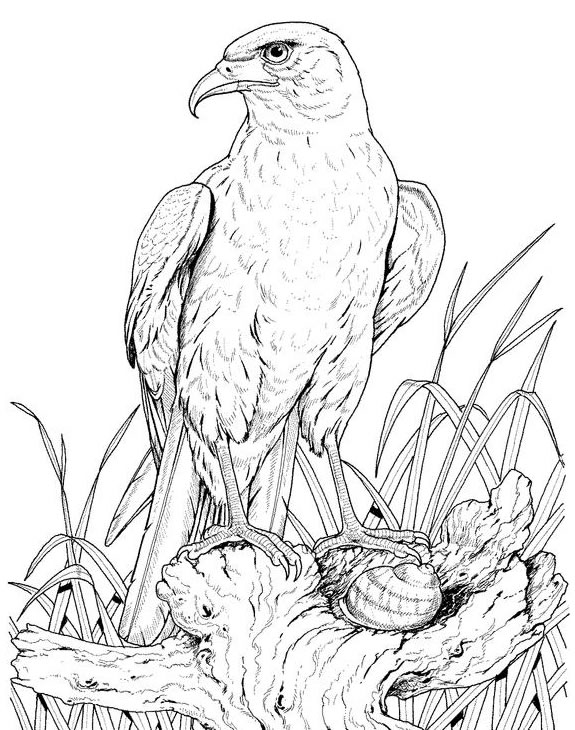 Раскраска: орел (Животные) #328 - Бесплатные раскраски для печати
