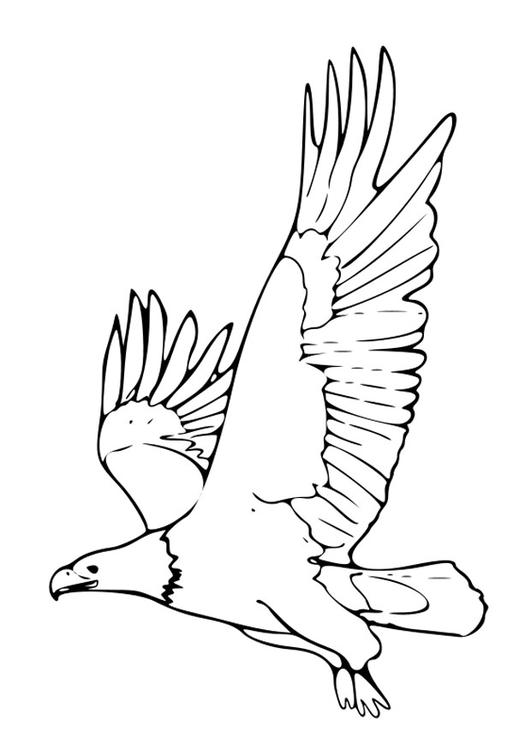 Раскраска: орел (Животные) #329 - Бесплатные раскраски для печати