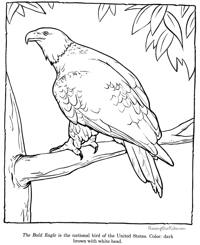 Раскраска: орел (Животные) #362 - Бесплатные раскраски для печати