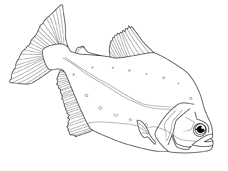 Раскраска: рыба (Животные) #17213 - Бесплатные раскраски для печати
